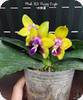 Phal. KS Happy Eagle